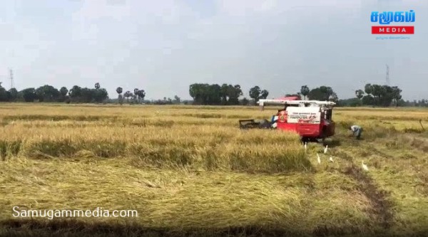 பெரும்போக நெல் அறுவடை; கிளிநொச்சியில்  வெற்றிகரமாக ஆரம்பம்! 